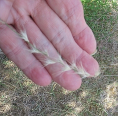 Bouteloua rigidiseta