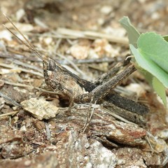 Acantherus piperatus
