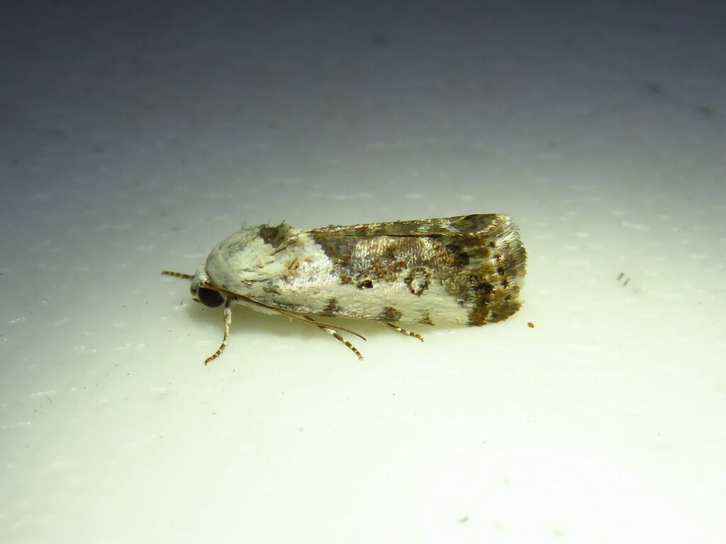 One-spotted Bird-dropping Moth