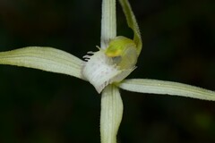 Caladenia versicolor