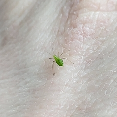Macrosiphum euphorbiae