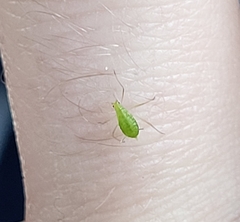 Macrosiphum euphorbiae