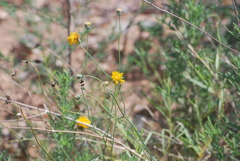 Thelesperma megapotamicum