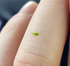 Macrosiphum euphorbiae