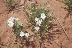 Chaetopappa ericoides