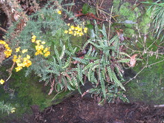Blechnum blechnoides