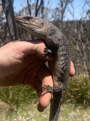 Egernia cunninghami