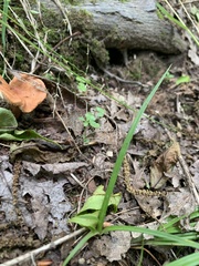 Lactarius peckii