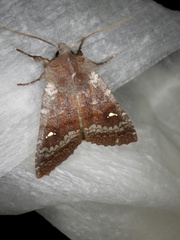 Eupsilia unipuncta