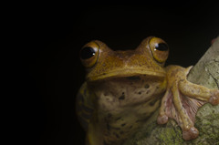 Rhacophorus pardalis