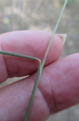 Bouteloua rigidiseta