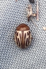 Zygogramma heterothecae