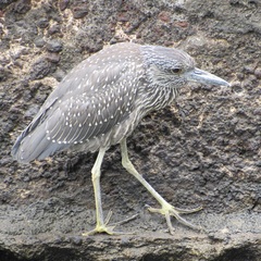 Nyctanassa violacea pauper