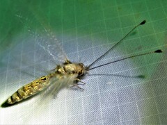 Ululodes macleayanus