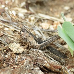 Acantherus piperatus