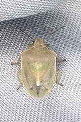 Thyanta custator accerra