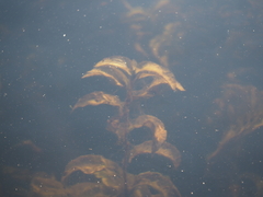 Potamogeton