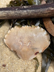 Ovalipes australiensis