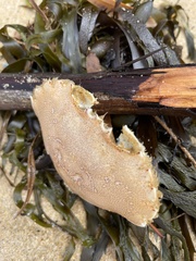 Ovalipes australiensis