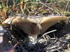 Lactarius controversus