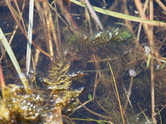 Utricularia macrorhiza