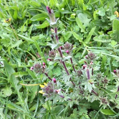 Parentucellia latifolia
