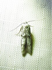 Hypatopa punctiferella