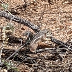 Ammospermophilus harrisii