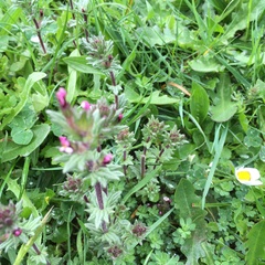 Parentucellia latifolia