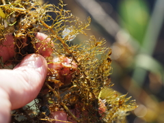 Utricularia macrorhiza