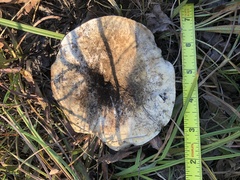 Lactarius controversus