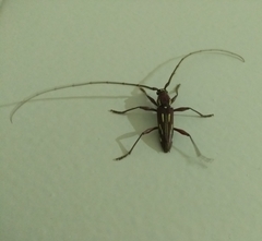 Ambonus distinctus