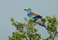 Coracias abyssinicus