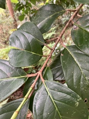 Viburnum odoratissimum