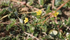 Kallstroemia parviflora