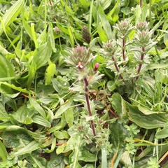 Parentucellia latifolia