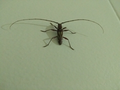 Ambonus distinctus