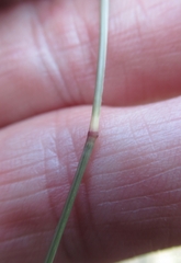 Bouteloua rigidiseta