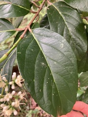 Viburnum odoratissimum