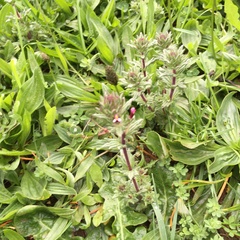 Parentucellia latifolia