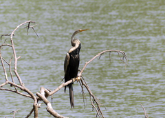 Anhinga rufa