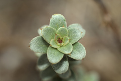 Camissoniopsis cheiranthifolia