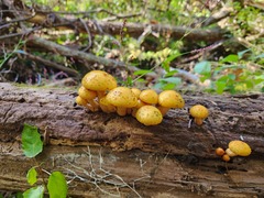 Pholiota aurivella