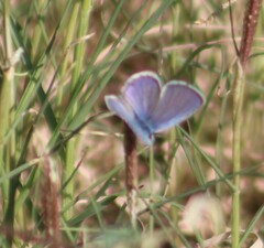 Hemiargus ceraunus