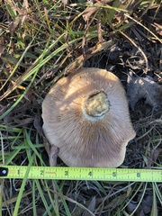 Lactarius controversus