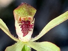 Caladenia transitoria