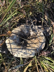 Lactarius controversus