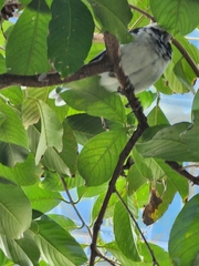 Gracupica nigricollis