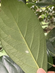 Viburnum odoratissimum