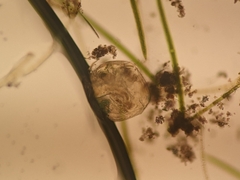 Chydorus